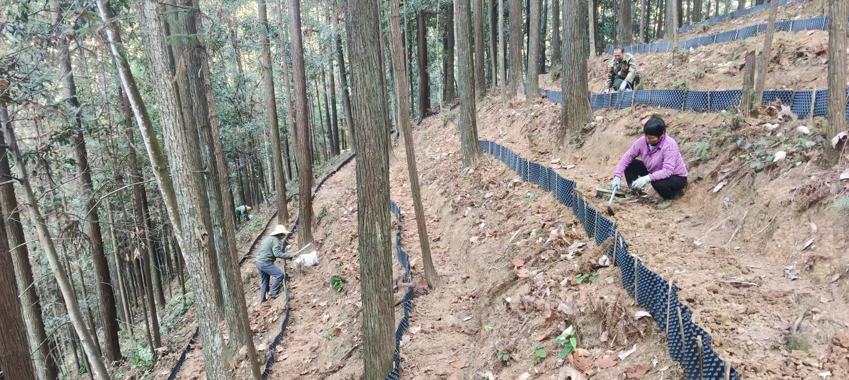 漠源琵琶丘基地黃精試種擴容！金森探索林藥共生新路徑