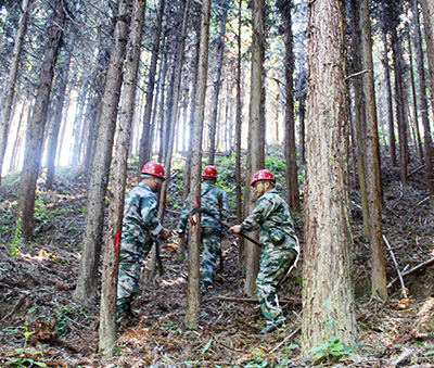嚴把森林培育質量關，譜寫資源培育新篇章