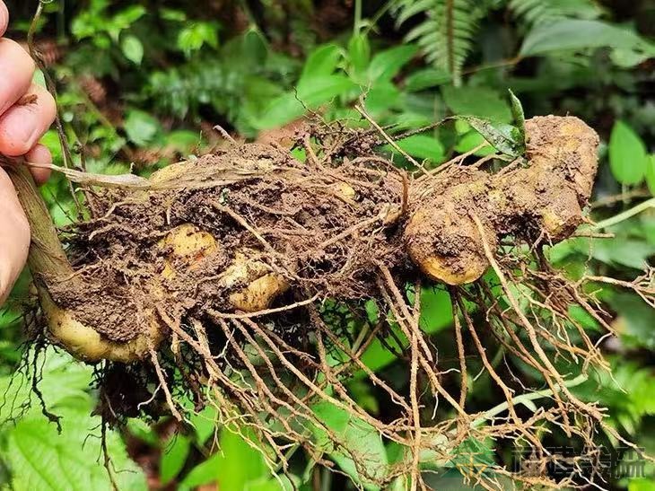 漠源琵琶丘基地黃精試種擴容!金森探索林藥共生新路徑 漠源琵琶丘基地黃精試種擴容!金森探索林藥共生新路徑